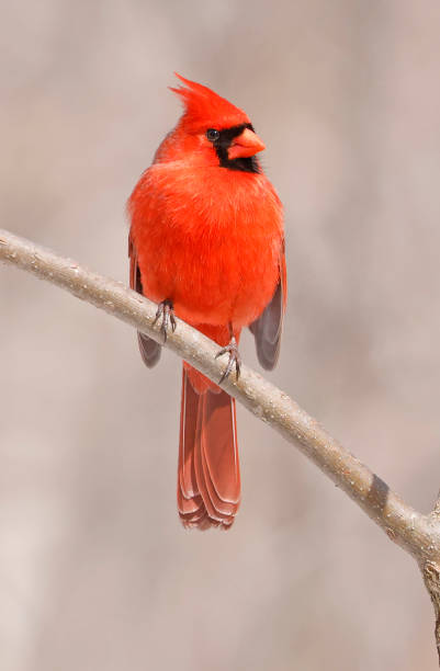 istock Northern Red Cardinal perching on a branch tree into the forest 1477366231