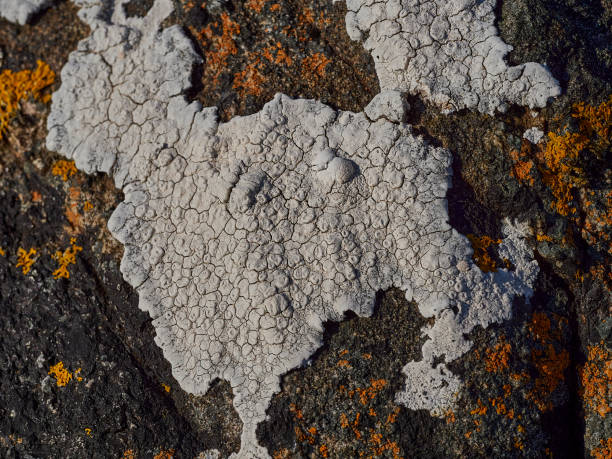 istock orange and white lichen growing on a rock in Scotland. 1477367164