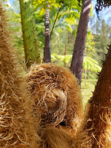 istock Cibotium barometz detail 1477369053