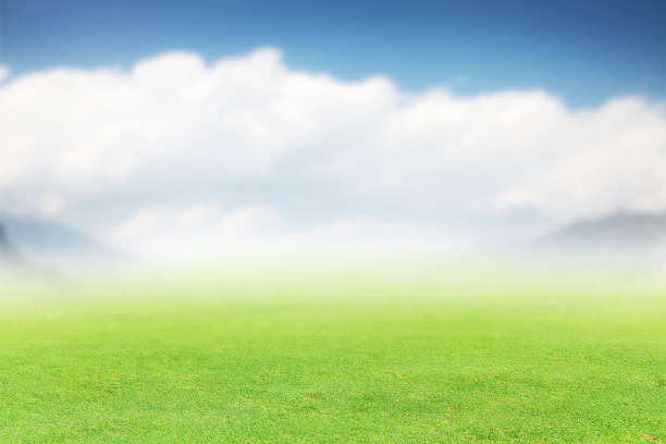 istock Lush green summer landscape with field and sky 1477369110