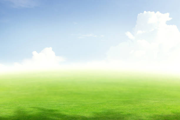 Lush green summer landscape with field and sky with clouds