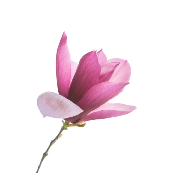 istock magnolia flowers isolated on white 1477371083