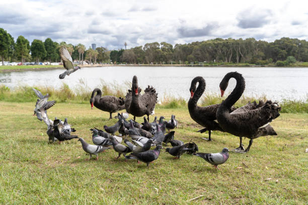 istock Black swans and pigeons 1477373795