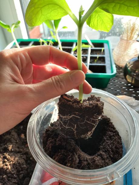 istock Small Zuchini plant grown from seed has to be repotted due to its fast growth 1477380666