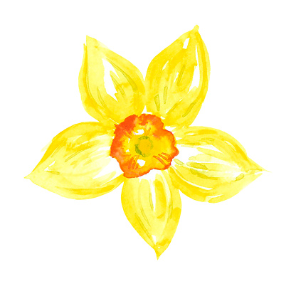 Yellow abstract narcissus. Hand drawn watercolor isolated on white background. Can be used for cards, patterns, label