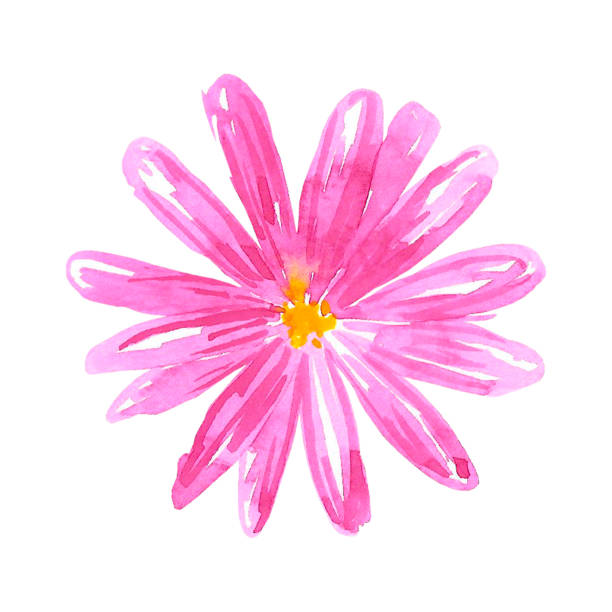 istock Pink abstract daisy. Hand drawn watercolor isolated on white background. Can be used for cards, patterns, label. 1477382984