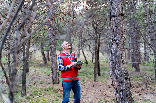 An environmental surveyor man checks the state of the forest with a digital tablet in hand