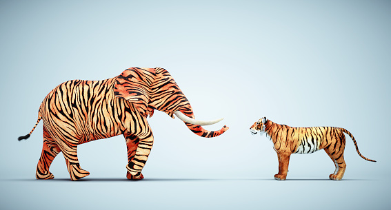 Elephant with tiger skin facing a tiger. Be different and mindset change concept. This is a 3d render illustration