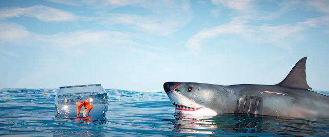 Shark attacks a goldfish.  This is a 3d render illustration