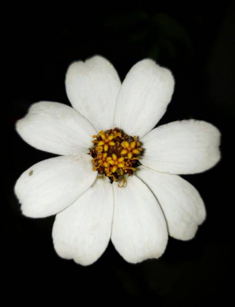 istock Homegrown Wildflower on Black Background 1477385067