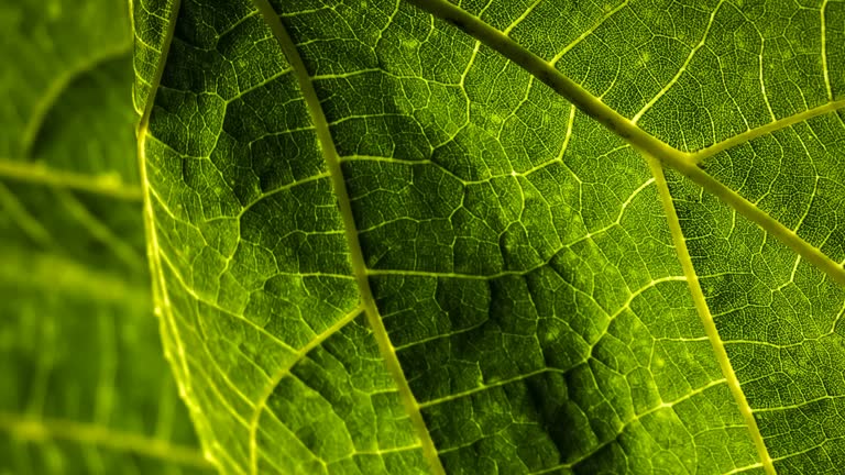 Plant leaf close up