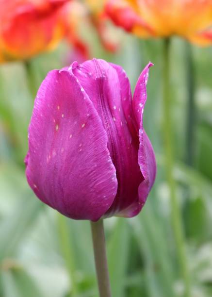 assez chaud pour les tulipes - lady tulip photos et images de collection