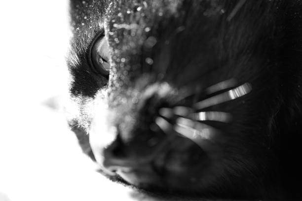 Black and white toned image depicting an extreme close up macro view of the eye of a senior man in his 70s. The man has blue eyes and they are a little bit bloodshot with the capillaries visible.