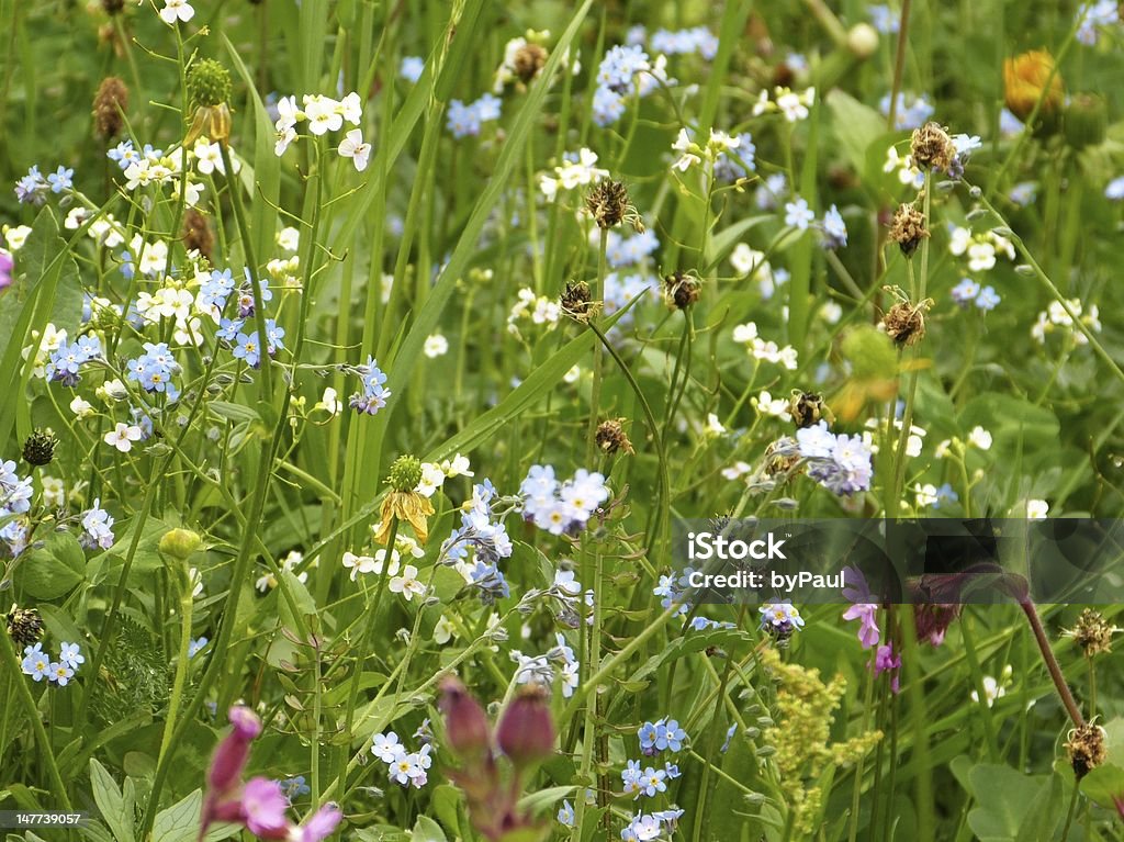 Des fleurs et des herbes sur une prairie de montagne - Photo de Foin libre de droits