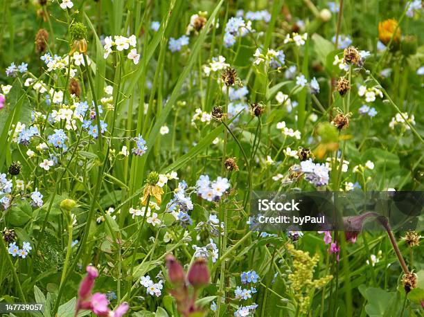 Kwiaty I Zioła W Górach Meadow - zdjęcia stockowe i więcej obrazów Siano - Siano, Austria, Herbata - gorący napój