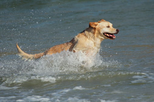 Golden retriever running and playing in shallow water on the beach