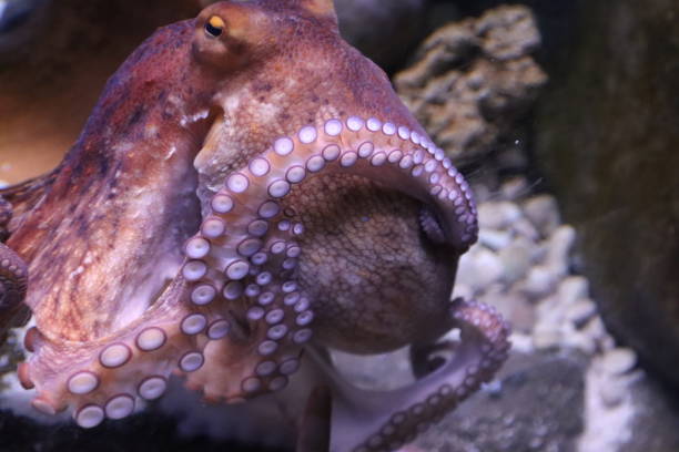 istock marine octopus in the Genoa aquarium- 1477391262