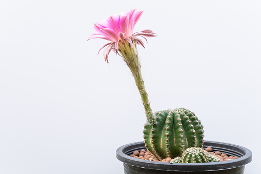 Echinopsis is known as hedgehog cactus, native to South America.