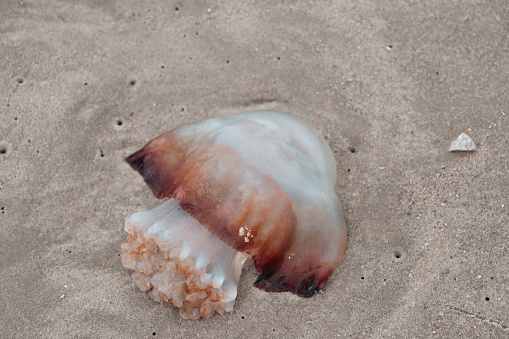 Washed up jellyfish