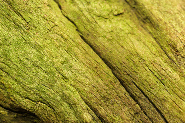 Dark green wood. Selective focus and free space for text.  Natural texture background.
