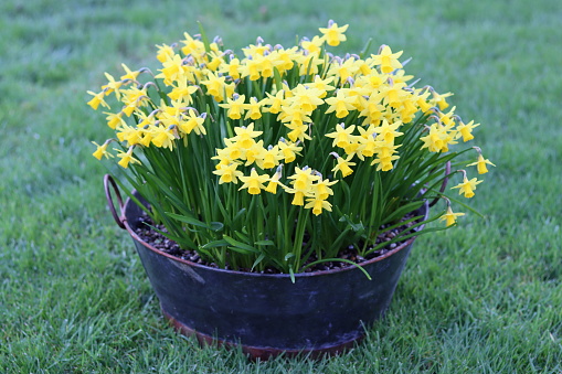 Planter full of bright yellow narcissi miniature daffodils in spring