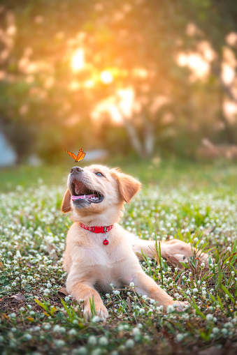 A young golden retriever dog with a orange butterfly the nose , puppy dog and butterfly