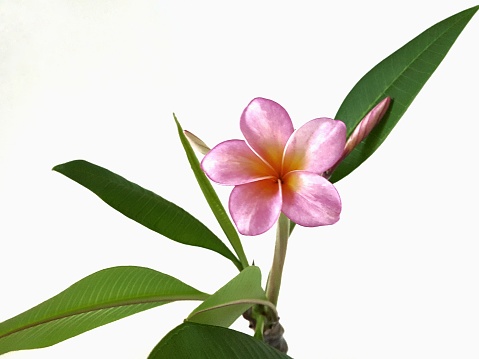 Indoor potted Plumeria that I grew [from stem]; amazing as it was! One day it was nothing but a seemingly dry stick. The next I knew? I was growing Lei flowers, in Zone 7, no doubt! Striking naturally occurring multi-colored Plumeria flower petals and it's accompanying fresh green leves, on a contrasting white background, really makes this image pop! Pleasant and simple background  photo.