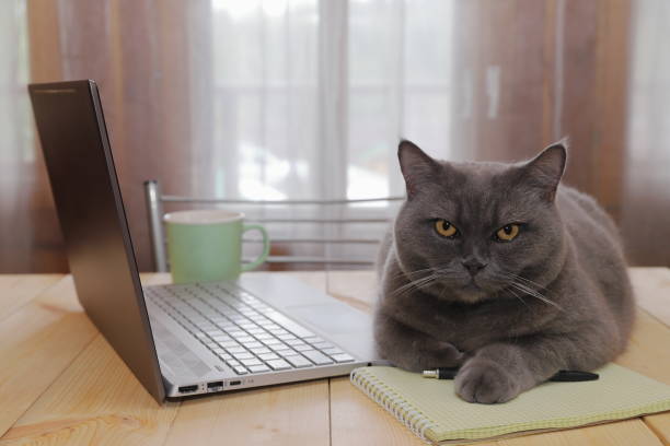 istock Cat by the laptop on a desk near window. 1477397665