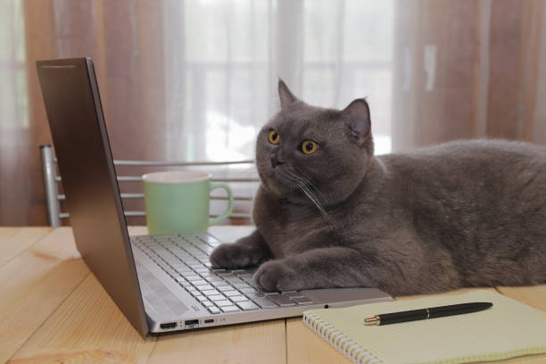 istock Cat by the laptop on a desk near window. 1477397674