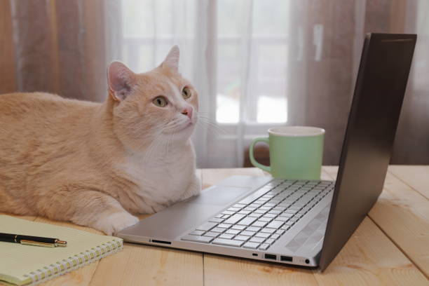 istock Cat by the laptop on a desk near window. 1477397693