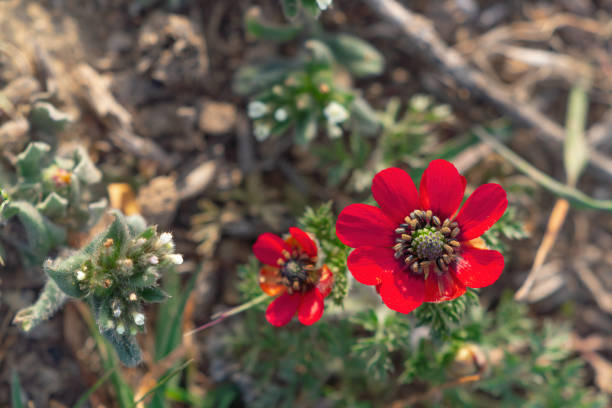 Red poppy flower close up
