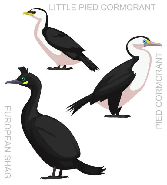 Vector illustration of Cute Bird Shag Pied Cormorant Set Cartoon Vector