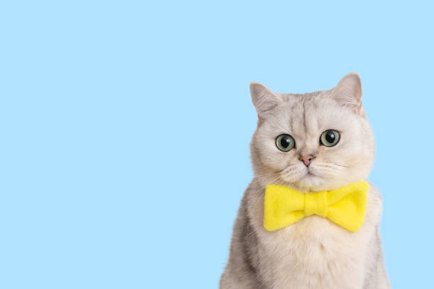 istock Funny white cat in yellow bow tie, on a light blue background 1477404193