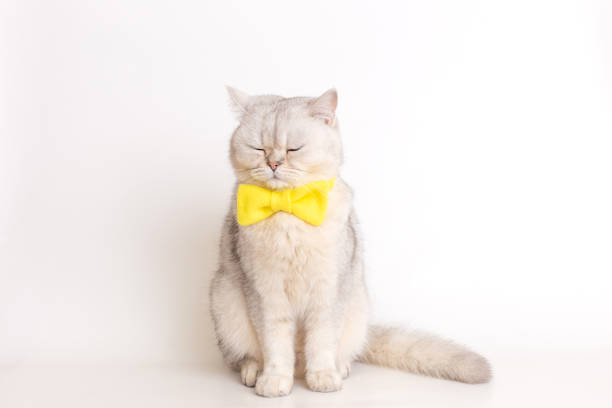 istock a white British cat in a yellow bow tie, sitting on a white background, sits with his eyes closed. 1477404837