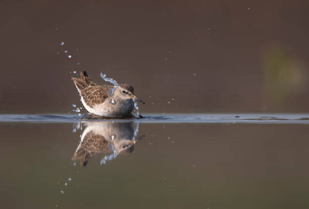 istock Wood sandpiper taking bath in lake 1477406446