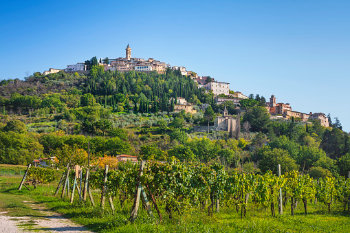 The village of Trevi at the top of the hill and a vineyard. Perugia province, Umbria region, Italy, Europe.