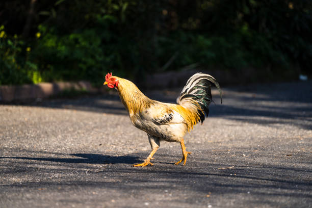 istock rooster running in the street 1477412610