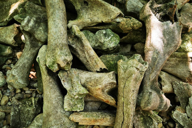 old animal and human bones in the old forest