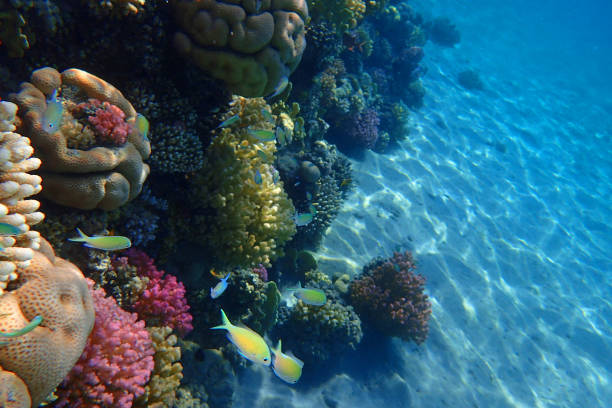 coral reef in Egypt, Makadi Bay as nice nature background