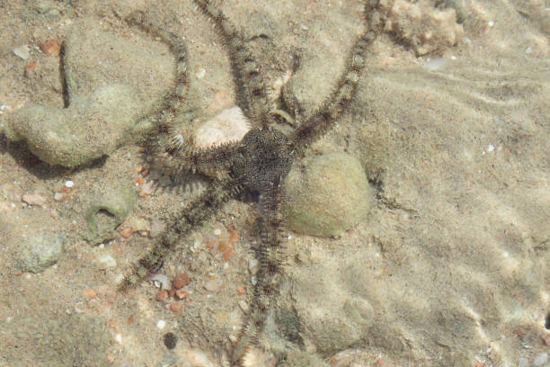 istock black sea star on the beach 1477414810