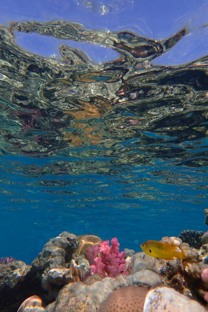 istock coral reef in Egypt, Makadi Bay 1477414811