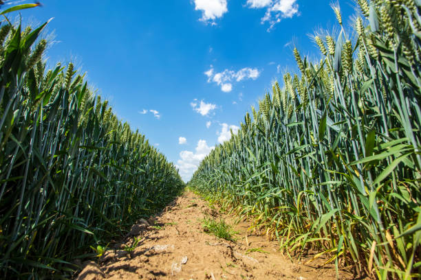istock The wheat fields are under the blue sky and white clouds 1477414838