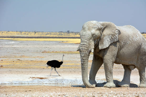 etosha, namibie, 19 septembre 2022: un grand vieil éléphant traverse le désert rocheux en direction d’une autruche. désert rocheux sans fin en arrière-plan - ostrich solitude loneliness walking photos et images de collection