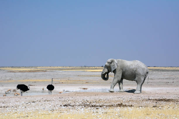 etosha, namibie, 19 septembre 2022: un vieil éléphant grand marche dans le désert rocheux à la rencontre des autruches et des antilopes - ostrich solitude loneliness walking photos et images de collection