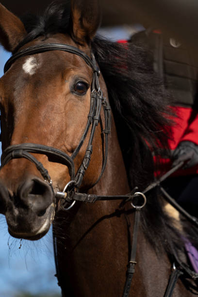 istock rider half a horse face back 1477415996