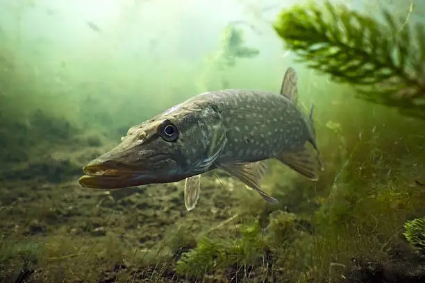 Pike in the lake on the plants background