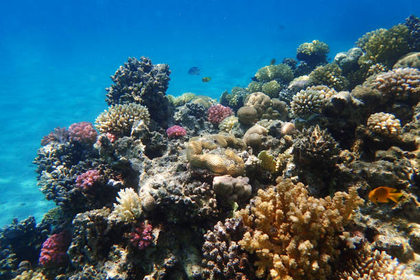 istock coral reef in Egypt, Makadi Bay 1477419153