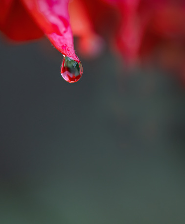 Red flower reflected in the water drop with natural green background. Vertical format.