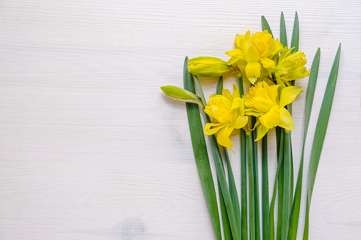 Beautiful yellow daffodil flowers in bloom from above overhead shot against a white wooden background, Easter or garden greeting card background with copy space