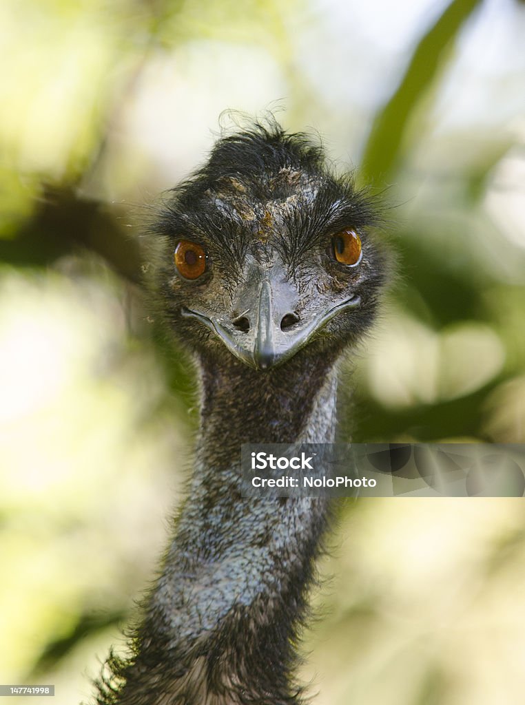 Lazy Eye WWU - Lizenzfrei Emu Stock-Foto